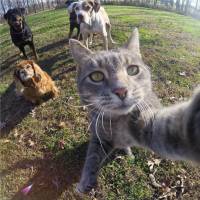 Manny, l'adorable chat pro... des selfies