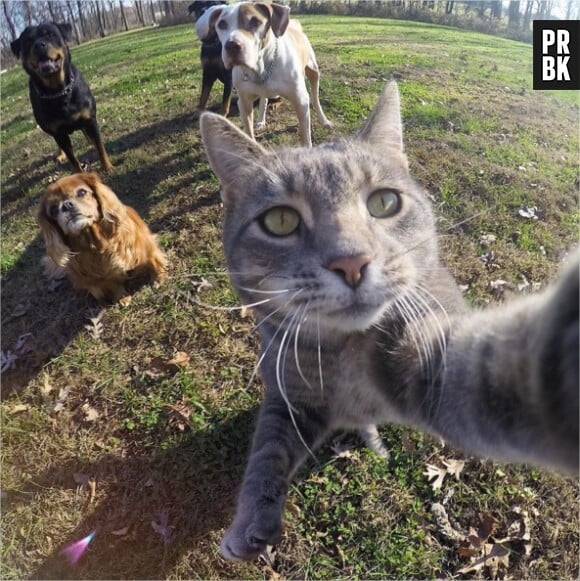 Manny, le chat pro des selfies