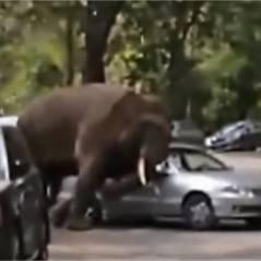 Un éléphant au coeur brisé se venge en détruisant des voitures