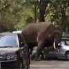 Le coeur brisé, cet éléphant se venge sur des voitures en Chine