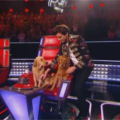 Mika : ses chiens s'invitent sur le plateau de The Voice 5