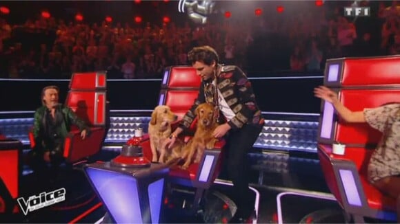 Mika : ses chiens s'invitent sur le plateau de The Voice 5