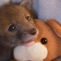 Puggle, le bébé renard inséparable de sa peluche lapin qui va forcément vous faire craquer