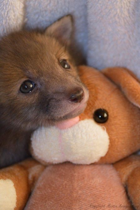 Puggle Le Bebe Renard Inseparable De Sa Peluche Lapin Qui Va Forcement Vous Faire Craquer Purebreak