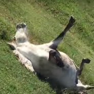 Un poney s&#039;amuse à piéger les passants en faisant le mort !