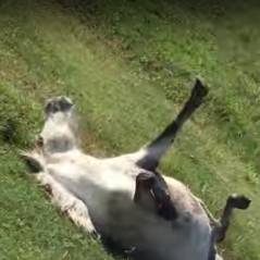 Un poney s'amuse à piéger les passants en faisant le mort !
