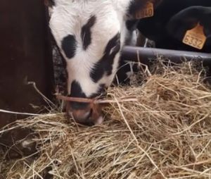 Isabelle (L'amour est dans le pré 2016) prête à tout pour sauver un animal 