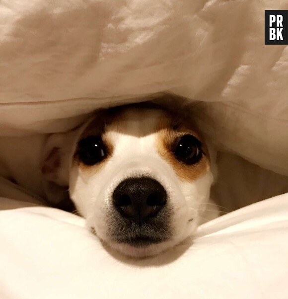 Nabilla Benattia de nouveau heureuse, elle a retrouvé sa chienne Pita