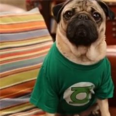 The Big Bang Theory parodiée par un chien, les acteurs sous le charme