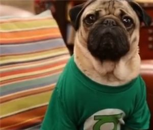 The Big Bang Theory : la série parodiée par Doug The Pug