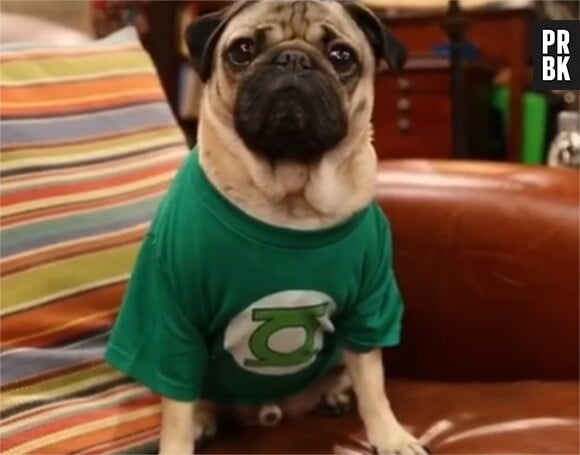 The Big Bang Theory : la série parodiée par Doug The Pug