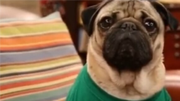 The Big Bang Theory parodiée par un chien, les acteurs sous le charme