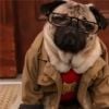 The Big Bang Theory : la série parodiée par Doug The Pug