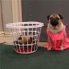 The Big Bang Theory : la série parodiée par Doug The Pug