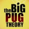 The Big Bang Theory : la série parodiée par Doug The Pug