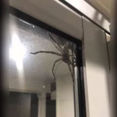 Aragog "en vrai" : cette araignée GÉANTE va vous faire halluciner 🕷️