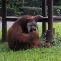 Un orang-outan filmé en train de fumer dans un zoo, la vidéo qui révolte les défenseurs des animaux