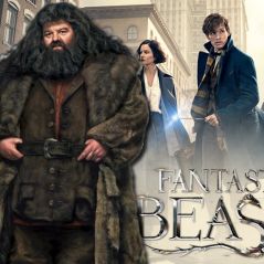 Les Animaux Fantastiques : Hagrid bientôt au casting de la saga ?