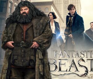 Les Animaux Fantastiques : Hagrid bientôt au casting de la saga ?