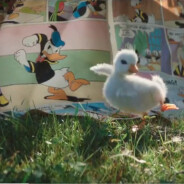 This Disneyland Paris pub with a duckling will make you drop a little tear