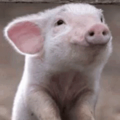 Une émission britannique propose d'élever un animal de la ferme... puis de le manger