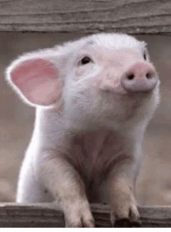 Une émission britannique propose d'élever un animal de la ferme... puis de le manger
