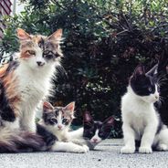 Cet escape game avec des chats vous propose de les adopter en fin de partie