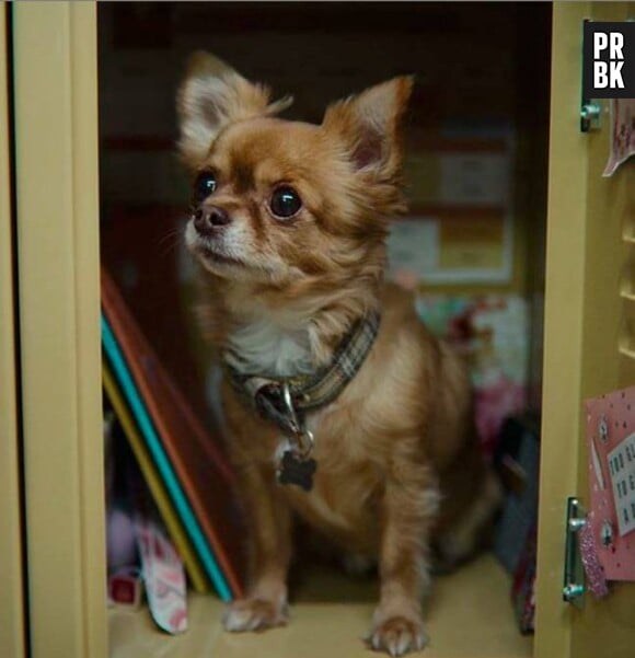 Sex Education saison 3 : Baby, le chien de Mimi Keene, apparaît dans la série