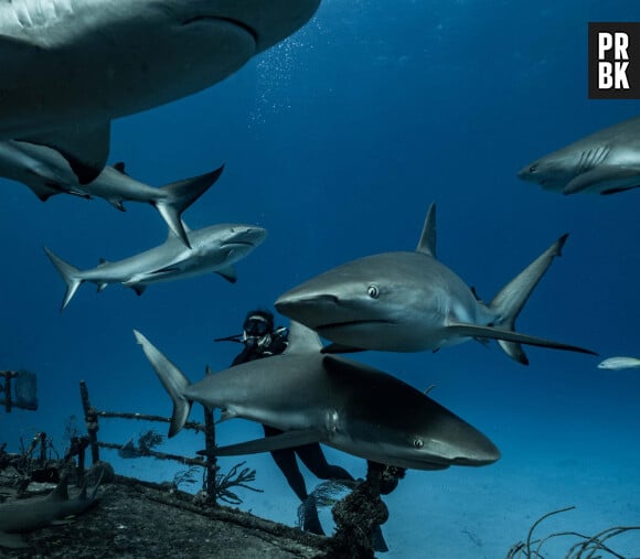 Attaque mortelle de requin à Sydney : un drame tragique et une première en 60 ans !