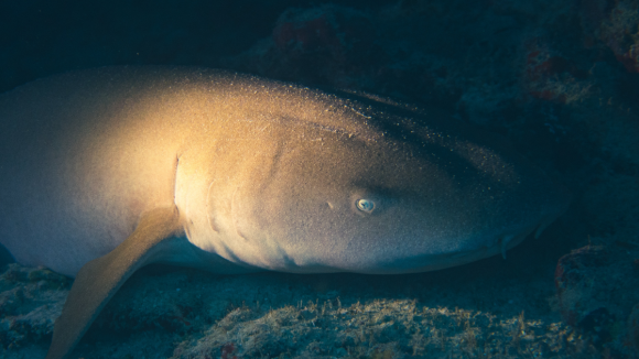 Il y a un demi-siècle, les îles Canaries ont créé une plage artificielle pour attirer le tourisme et, sans le savoir, un sanctuaire pour les requins-anges