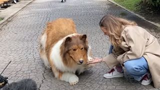 Ce Japonais a dépensé une fortune pour devenir un chien, et il s'est offert sa première sortie pipi