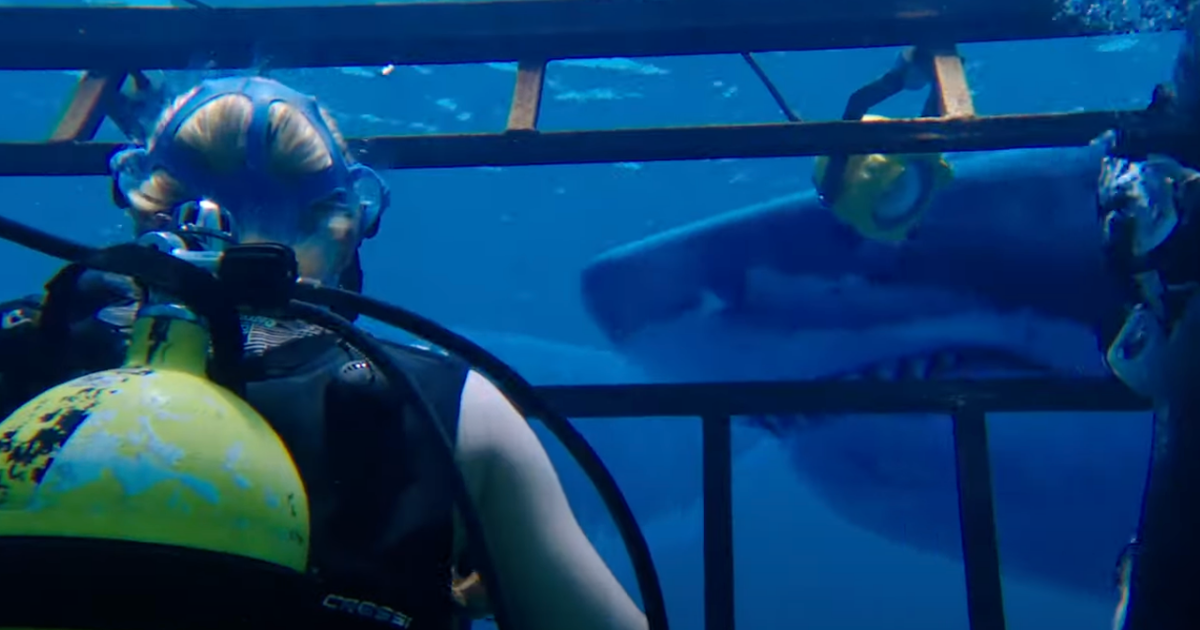 Cet autre film de requins dispo sur Netflix va vous passer l'envie de