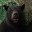 C'est le film le plus barré du moment sur Netflix, Crazy Bear pourrait avoir une suite
