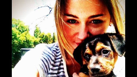 Miley Cyrus VS Taylor Swift : Gros battle entre chien et chat ! (PHOTOS)