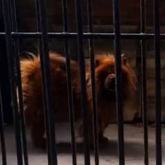 Chine : un zoo fait passer un chien pour... un lion