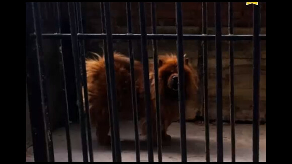Chine : un zoo fait passer un chien pour... un lion
