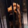 Ce chien a été présenté comme un Lion en Chine