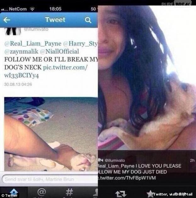 One Direction : une fan tue son chien parce que Liam Payne ne l'a pas followé sur Twitter
