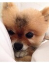 Lea Michele : son chien Pearl, le 15 octobre 2013 sur Twitter