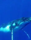 L'île des vérités 3 : les candidats vont nager avec les baleines