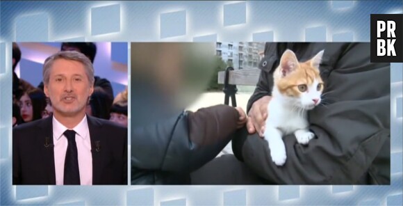 Antoine de Caune attaque Farid de la Morlette, le lanceur de chats marseillais dans Le Grand Journal, le 3 janvier 2013