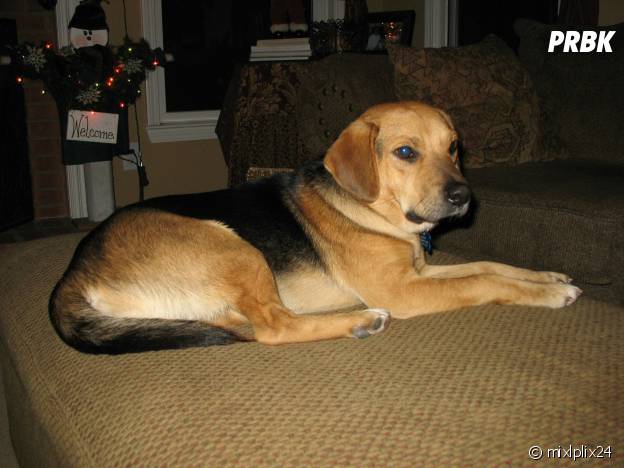 chiot berger allemand beagle mix