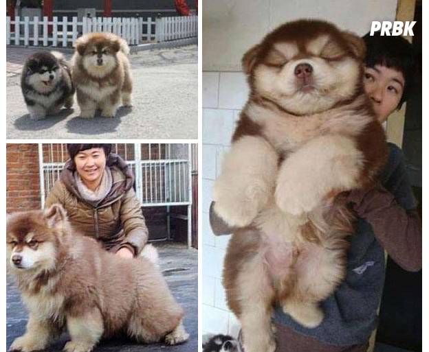 Cute Les 15 Chiens De Races Croisees Les Plus Mignons De Tous Les Temps Purebreak