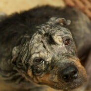 [PHOTOS] La transformation magnifique de Tiny, le Rottweiler abandonné et sauvé