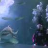 Les Anges de la télé-réalité 6 : Shanna, Eddy et Amélie Neten plongent avec les requins