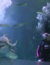 Les Anges de la télé-réalité 6 : Shanna, Eddy et Amélie Neten plongent avec les requins