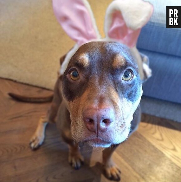 Le chien de Gisele Bündchen déguisé en lapin pour Pâques 2014