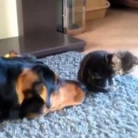 [CUTE] La vidéo la plus mignonne du web sur l&#039;amitié chien-chat