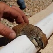 [VIDÉO] Le héros du jour : il sauve un petit écureuil avec un massage cardiaque