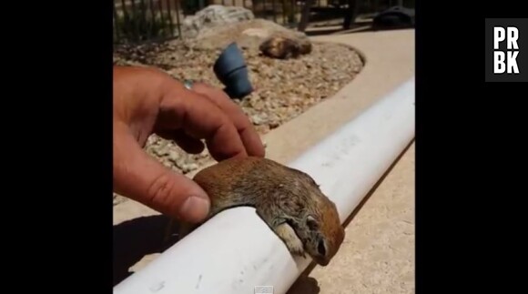 Ce petit écureuil tombé dans une piscine a été sauvé de la noyade par un Américain